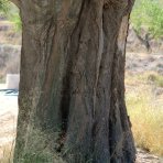 Brestovec južný (Celtis australis) - výška 380-400 cm, obvod kmeňa 14/16 cm, kont. C70L